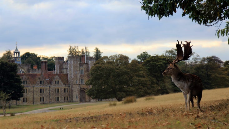 A stag standing in grassy parkland, with trees and the house at Knole in the background